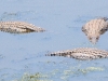 dscn9907.jpg Crocodiles du Nil Crocodylus niloticus à Orpen dam