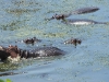 Hippopotames Hippopotamus amphibius à Orpen dam