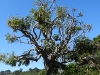 dscn1446.jpg Arbre au parc national botanique de Kirstenbosch