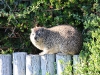 ch8a3677.jpg Daman du Cap Procavia capensis à Boulders beach