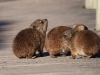 ch8a3689.jpg Juvéniles de damans du Cap Procavia capensis à Boulders beach