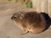 ch8a3695.jpg Juvénile de daman du Cap Procavia capensis à Boulders beach