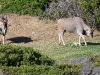 ch8a3731.jpg Elan du Cap, Taurotragus oryx, dans la péninsule du Cap