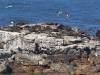 ch8a3763.jpg Otaries à fourrure, cormorans & goélands au Cap de Bonne espérance