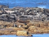 ch8a3781.jpg Otaries à fourrure, cormorans & goélands au Cap de Bonne espérance