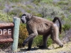 ch8a3868.jpg Babouin Papio hamadryas dans la péninsule du Cap de Bonne Espérance