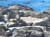 dscn1676.jpg Otaries à fourrure d'Afrique du Sud Arctocephalus pusillus au Cap de Bonne espérance