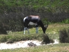 dscn1728.jpg Damalisque à front blanc Damaliscus pygargus à Olifantsbos