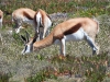 dscn2010.jpg Antilopes springboks Antidorcas marsupialis sur la route de retour au Cap