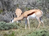 dscn2012.jpg Antilopes springboks Antidorcas marsupialis sur la route de retour au Cap