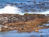 ch8a3788;jpg Otaries à fourrure, cormorans & goélands au Cap de Bonne espérance