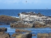 dscn1674.jpg Colonie d'otaries, de cormorans & de goélands au cap de Bonne Espérance