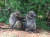 ch8a3375.jpg Epouillage de babouins Papio hamadryes au Blyde river canyon