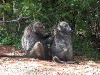 dscn1213.jpg Epouillage de babouins Papio hamadryes au point d'observation haut