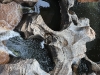 ch8a3404.jpg Bourke's Luck Potholes dans la réserve Nature de la Blyde River Canyon