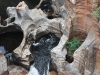 dscn1341.jpg Bourke's Luck potholes au Glyde river canion