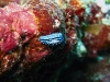 img 3023.jpg Nudibranche Aldisa erwinkoehleri, endémique mer d'Andaman, à Campbell Shoal, Andaman, Inde