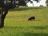 dsc 5822.jpg Elevage de porcs dans le parc naturel du fleuve Guadiana