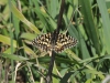 dsc 8813.jpg Papillon Proserpine Zerynthia rumina sur la SE3405 vers Gerena
