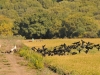 dsc 5517.jpg Ibis falcinelle et cigognes blanches dans les rizières de las Marismas del Barbate 