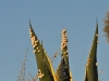 dsc 5546.jpg Escargots méditerranéens Theba pisana au Palomar
