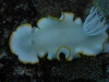 dsc 0488.jpg Nudibranche Ardeadoris egretta à Bellinda's reef, Father's reef, PNG