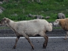 dsc 0476.jpg Moutons de race arménienne en transhumance sur la M2 entre Sarnakunk et Tsghuk