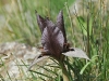 dsc 0200.jpg Iris acutiloba à Qarahunge