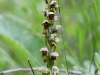 dsc 8290.jpg Orchidée Platanthera sp entre Goris et Kapan