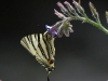 dsc 0687.jpg Papillon flambé Iphiclides podalirius dans les gorges de Garni