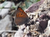 dsc 7313.jpg Papillon cuivré commun dans les gorges de Vedi