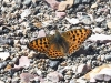 dsc 7345.jpg Papillon Boloria caucasica dans les gorges de Vedi