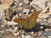 dsc 7401.jpg Papillon cardinal Argynis pandora dans les gorges de Vedi