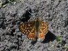 dsc 8196.jpg Papillon Euphydryas sp à Khndzoresk