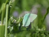 dsc 8428.jpg Papillon argus vert Callophrys rubi sur la M17 vers Méghri