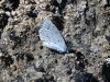 dsc 8454.jpg Papillon argus frêle Cupido minimus sur la M17 vers Méghri