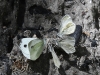 dsc 8475.jpg Papillons prenant des sels minéraux