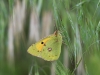 dsc 8972.jpg Papillon souci Colias thisoa au dessus du Réservoir pollué d'Arsvanik