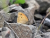 dsc 8978.jpg Papillon Myrtil sp au dessus du Réservoir pollué d'Arsvanik