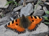 dsc 9682.jpg Papillon petite tortue Aglais urticae à Amberd