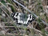 dsc 9788.jpg Papillon demi-deuil Melanargia galathea dans les gorges de Garni