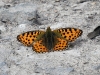dsc 9880.jpg Papillon Boloria caucasia dans les gorges de Garni
