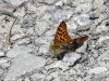 dsc 9915.jpg Papillon petit nacré Issoria lathonia dans les gorges de Garni