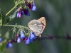 dsc 9916.jpg Papillon cardinal Argynnis pandora dans les gorges de Garni