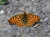 dsc 9929.jpg Papillon non identifié dans les gorges de Garni