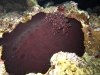 img 0906.jpg Limace de mer Asteronotus sp. à Leslie's knob, Father's reef, mer de Bismarck, PNG