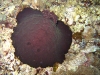 img 0909.jpg Limace de mer Asteronotus sp. à Leslie's knob, Father's reef, mer de Bismarck, PNG