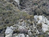dsc 6396.jpg Isard Rupicapra pyrenaica près de Fondos de Vega dans le parc naturel de Somiedo