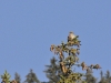 DSC 3082.jpg Faucon crécerelle mâle Falco tinnunculus dans les gorges d'Engins