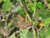 dsc 4734.jpg Papillon Tircis (Pararge tircis) à Marquenterre